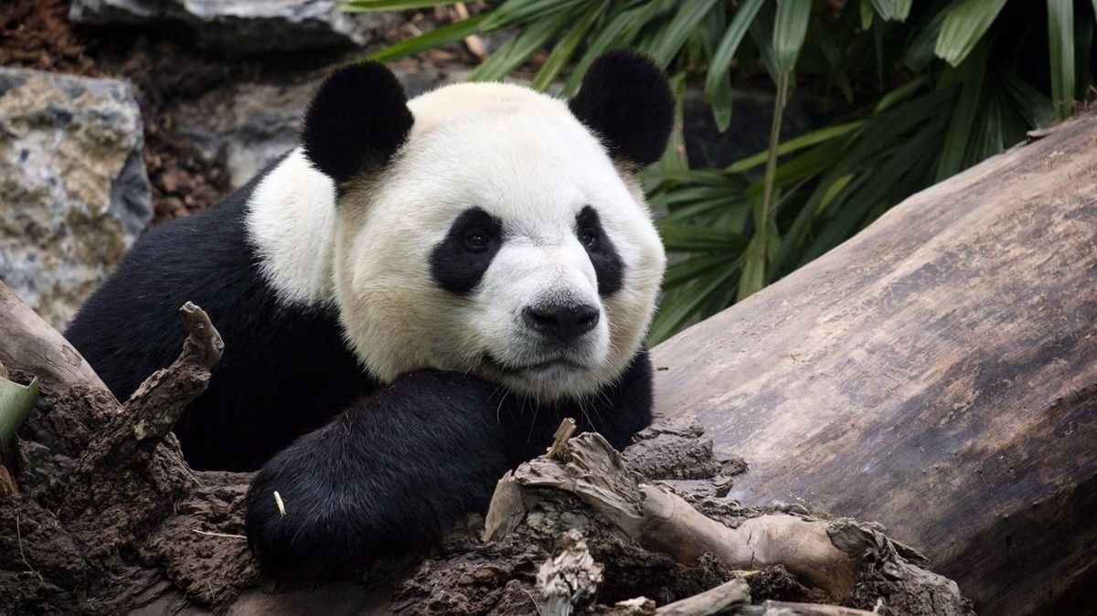 Pandám v kanadské zoo dochází bambus, do Číny se ale vrátit nemohou